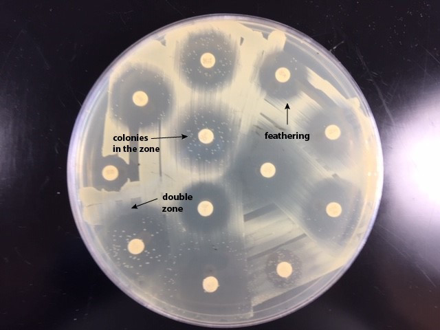 susceptibility testing